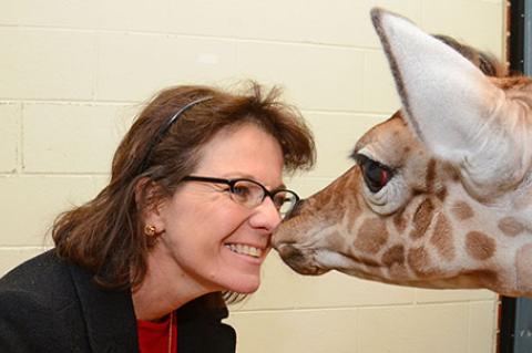  Dr. Virginia Rentko being nuzzled by a giraffe 