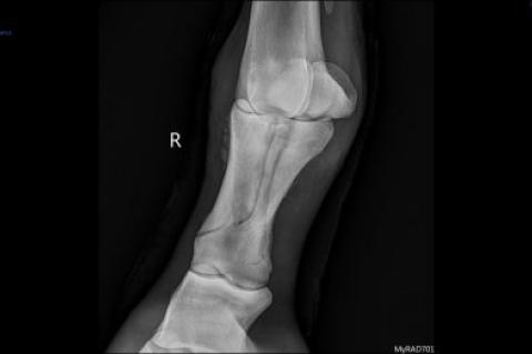 X-Ray of a horse leg fracture before it was repaired at Tufts Equine Center