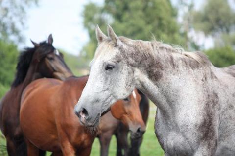 Picture of a gray, senior horse with two other horses in the background