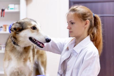 A female vet examining a dog.