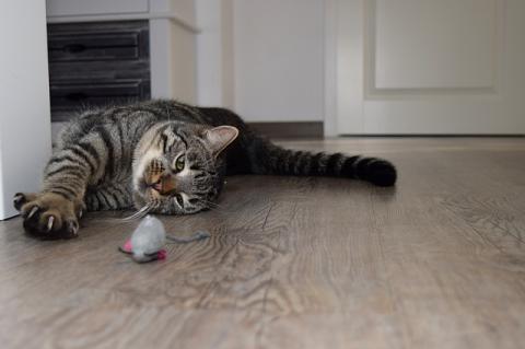 A cat lying on the floor playing with a toy mouse.