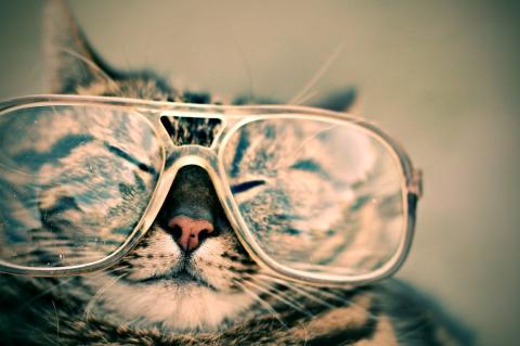 A cat wearing glasses