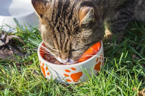 A cat eating from its bowl