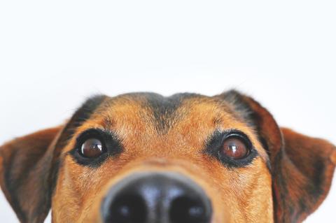 A close up of a dog's face.