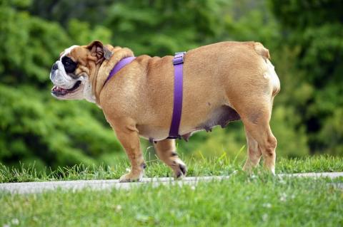 A female dog walking with a purple strap around its midsection 