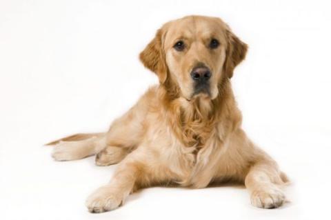 Portrait of a Golden Retriever with White background.