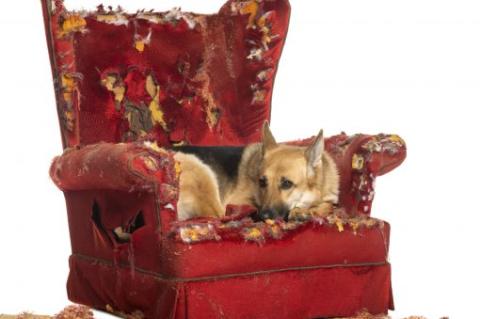 German Sheperd looking depressed on a destroyed armchair, isolated on white