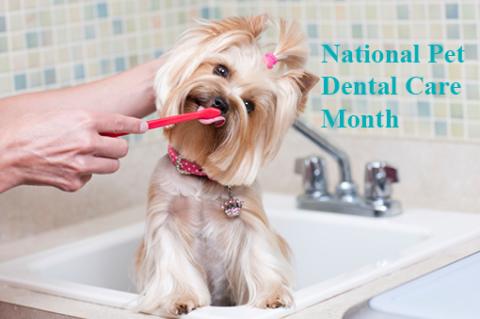 A dog standing in a sink getting its teeth brushed.