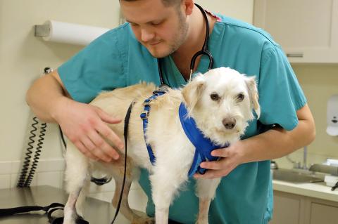 A vet tech examining a dog