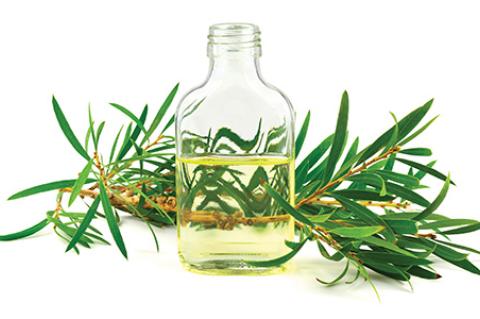 stock photo of tea tree essential oil in a bottle melaleuca isolated on white background