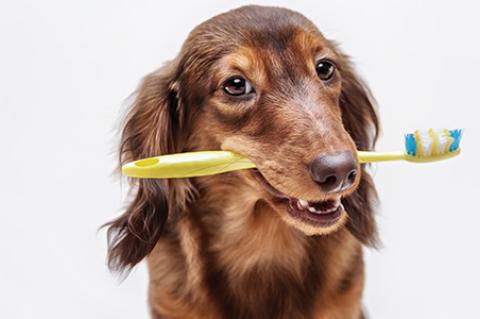 A dog holding a toothbrush in its mouth.