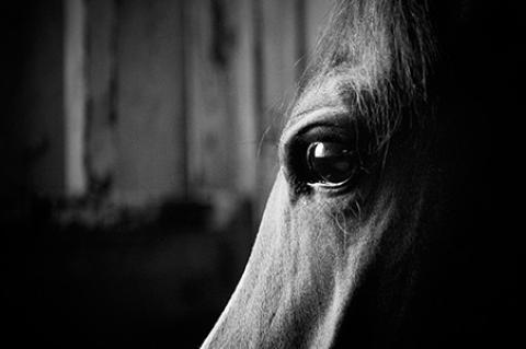 A close up of a horse's eye