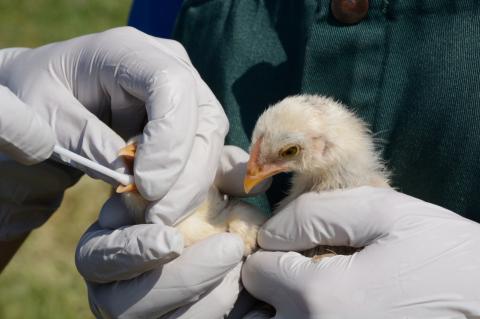 A small bird chick being held in gloved hands