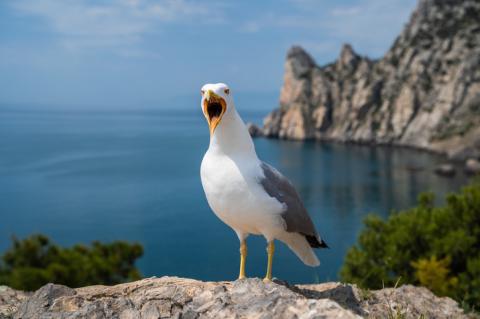 Stock image of a seagull squaking