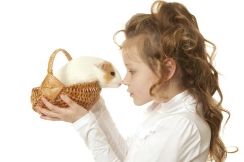 Stock image of a little girl holding a guinea pig
