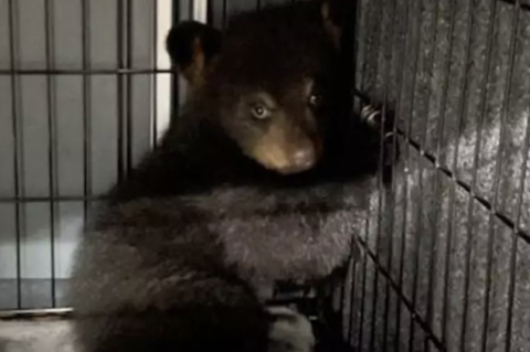 orphaned bear cub being kept safe in a kennel