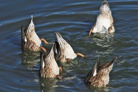 Dabbling ducks with their heads under water and tails in the air