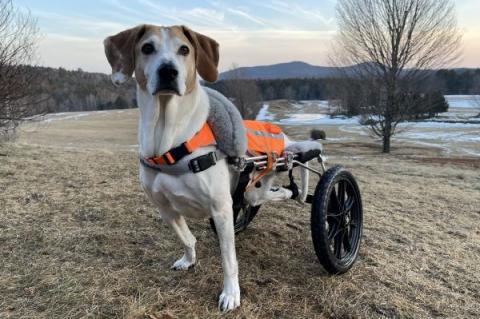 paralyzed coonhound in dog wheelchair