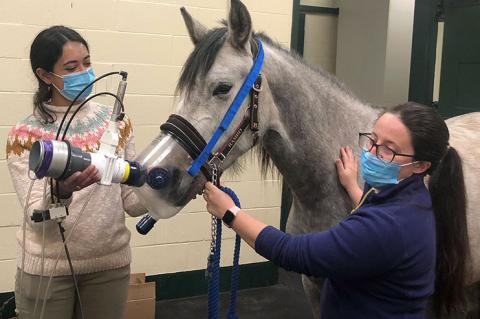 a veterinary student and resident testing new tool on an equine patient to measure lung function