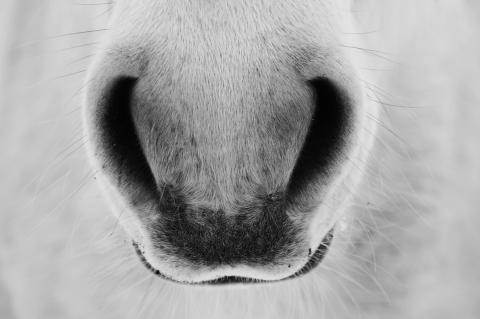 closeup of horse nostrils, black and white