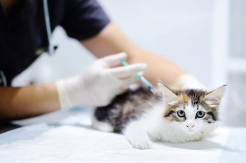 Female veterinary doctor giving injection for cat