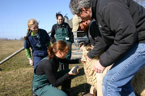 David Matsas holds a sheep while a student examines it