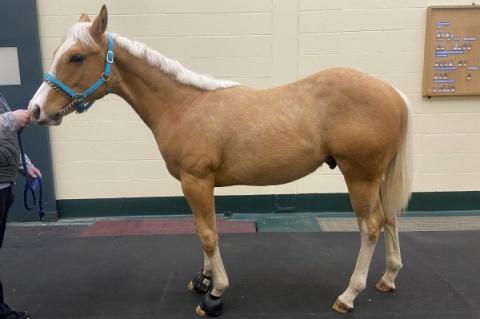 Picture of Max, the six-month-old Palomino colt