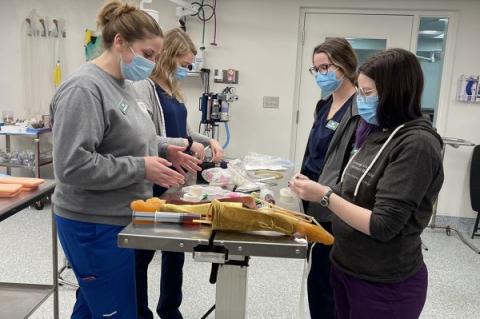 veterinary students wearing PCP standing around an exam table practicing clinical skills