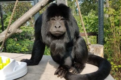 Picture of Ramone the monkey