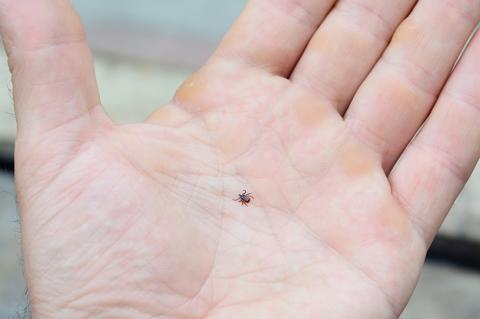A close-up on ixodes scapularis, blacklegged tick or deer tick, transmitter of lyme and borrelia disease on a man's palm.