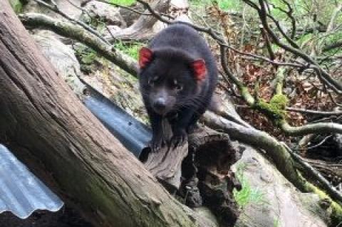 Picture of a Tasmanian Devil