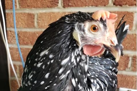 A chicken front of a brick wall