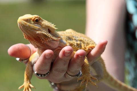 Holding a Pogana Bearded Dragon Reptile Lizard Iguana pet.