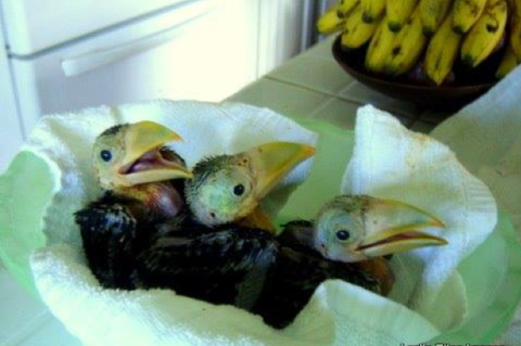 Baby toucans in a towel.