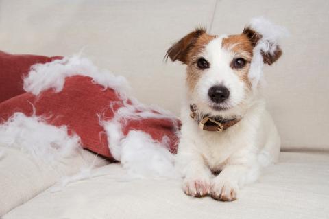 funny jack russell alone at home after biting and destroying a pillow, sitting over a sofa. separation anxiety concept.