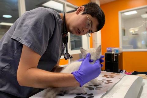 Casey Connors, V15, is medical director of the Community Medicine Department of the ASPCA in Los Angeles. He is examining a cat.
