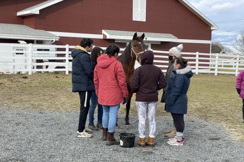 Students doing exercises with horse during paddock to practice.