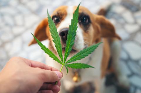 Beagle looking up with Cannabis leaf being held in hand over its nose. medical marijuana for pets concept stock photo