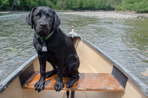 Black labrador retriever sitting in a boat on the water