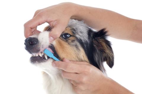 Dog getting his teeth brushed. View of hand pulling back dog gums and other hand brushing teeth.