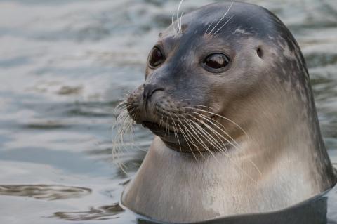 Harbor seal (Phoca vitulina). Cute marine animal with funny face and big black eyes.