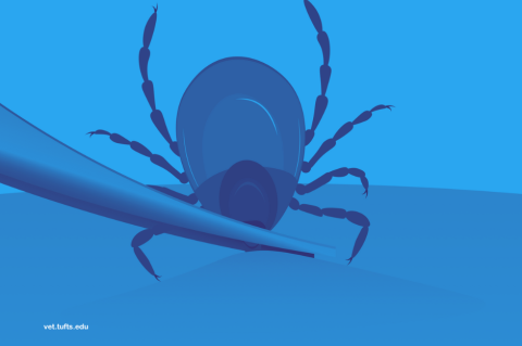 blue graphic of a tick being removed by tweezers; text: vet.tufts.edu; logo: Cummings School of Veterinary Medicine at Tufts University; credit: iStock/Diana Latypova ID 134917885