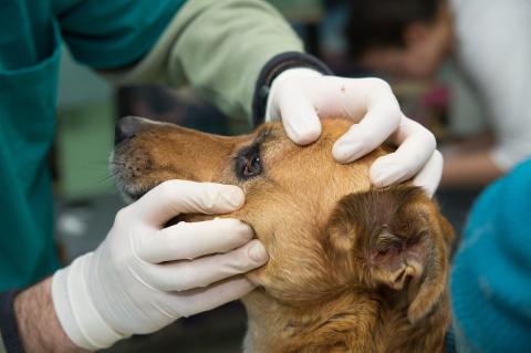 Veterinarian hands wearing medical gloves examining a dog's eye