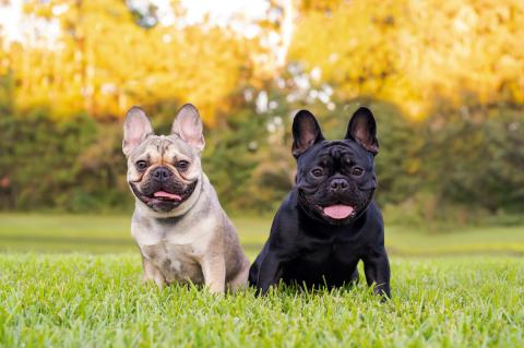 one black and one tan French Bulldog sitting on green grass