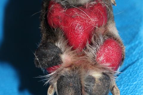 Red sloughed paw pad on dog.