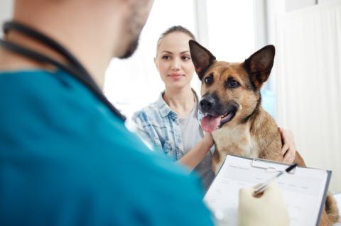 Veterinarian holding a clipboard and a woman standing with a German Shepherd while being examined.