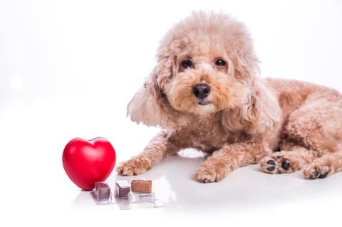 Poodle pet dog with beef chewables for heartworm protection and treatment on white background