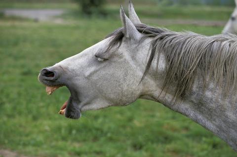 grey horse coughing. Credit: iStock/slowmotiongli