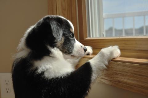 Anxious black, white and brown dog with paws on window sill looking out window