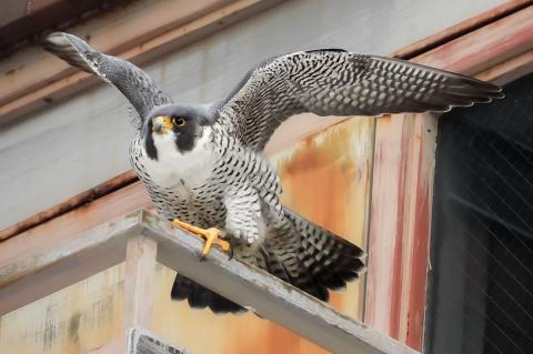 A peregrine falcon with its wings extended.